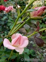 Pink Intuition Pink Intuition