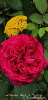 Rose des 4 Vents Rose des 4 Vents
