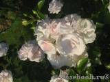 Aspirin Rose Aspirin Rose