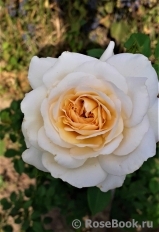 Crocus Rose® Crocus Rose®