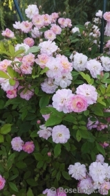 Brise Parfum Brise Parfum
