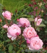 The Alnwick Rose The Alnwick Rose