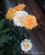Goldelse Goldelse