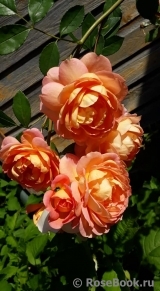 Lady of Shalott Lady of Shalott