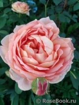Lady of Shalott Lady of Shalott