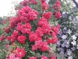 Excelsa Excelsa
