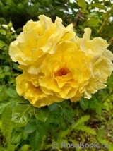 Friesia Friesia