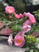 Pink Robusta Pink Robusta