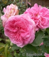 Gertrude Jekyll Gertrude Jekyll