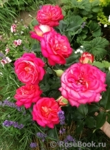 Midsummer Midsummer