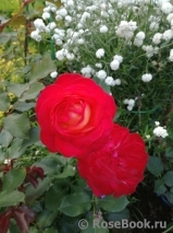 Midsummer Midsummer