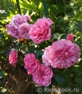 Rosarium Uetersen Rosarium Uetersen