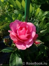 Rosarium Uetersen Rosarium Uetersen