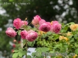 Alan Titchmarsh Alan Titchmarsh