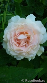 Chandos Beauty Chandos Beauty