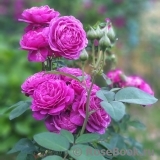 Heidi Klum Rose Heidi Klum Rose