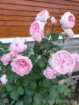 Olivia Rose Austin Olivia Rose Austin
