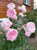 Olivia Rose Austin Olivia Rose Austin
