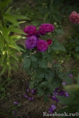 Heidi Klum Rose