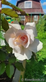 Chandos Beauty Chandos Beauty