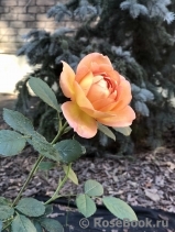 Lady of Shalott Lady of Shalott