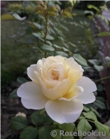 Crocus Rose® Crocus Rose®