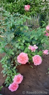 La Rose de Molinard ® La Rose de Molinard ®
