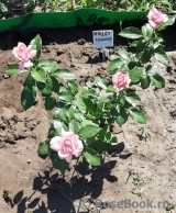 La Rose de Molinard ® La Rose de Molinard ®