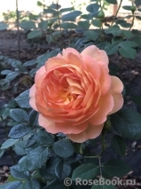 Lady of Shalott Lady of Shalott