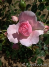 Bonica Bonica