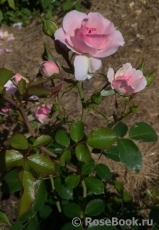 Bonica Bonica