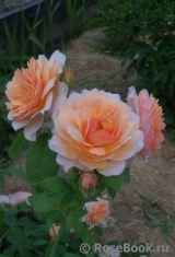 Grace® Grace®