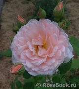Grace® Grace®