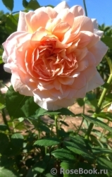 Grace® Grace®