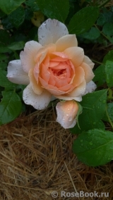 Grace® Grace®