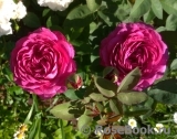 Heidi Klum Rose Heidi Klum Rose