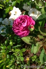 Heidi Klum Rose Heidi Klum Rose