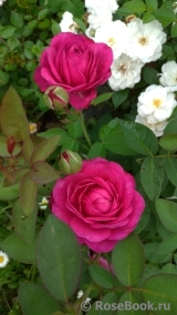 Heidi Klum Rose Heidi Klum Rose