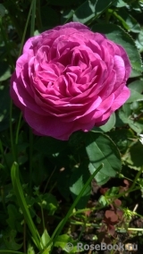 Heidi Klum Rose Heidi Klum Rose