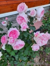 Olivia Rose Austin Olivia Rose Austin