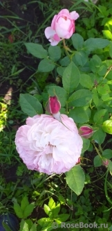 Constance Constance