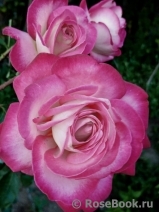 Rose Gaujard  