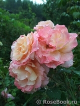 Augusta Luise Augusta Luise