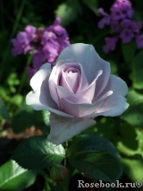 Blue Bajou Blue Bajou