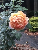 Lady of Shalott Lady of Shalott