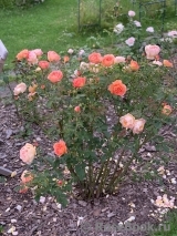 Lady of Shalott Lady of Shalott