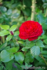 Red Leonardo da Vinci Red Leonardo da Vinci
