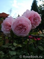 A Shropshire Lad A Shropshire Lad