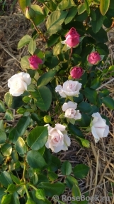 Aspirin Rose Aspirin Rose