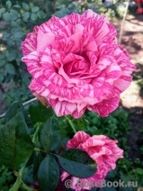 Pink Intuition Pink Intuition